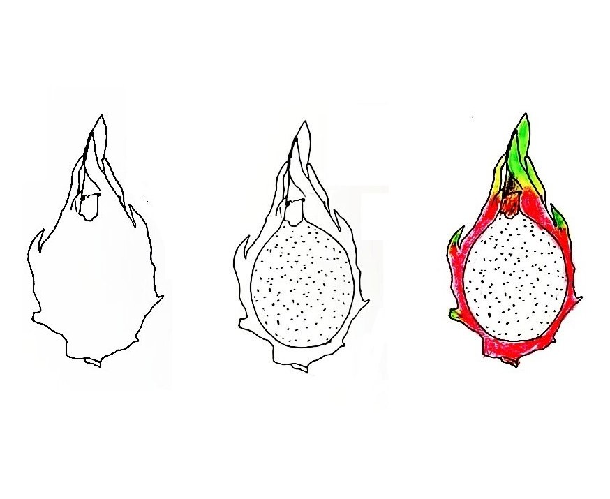 Dragon fruit idea (1) Drawing Ideas