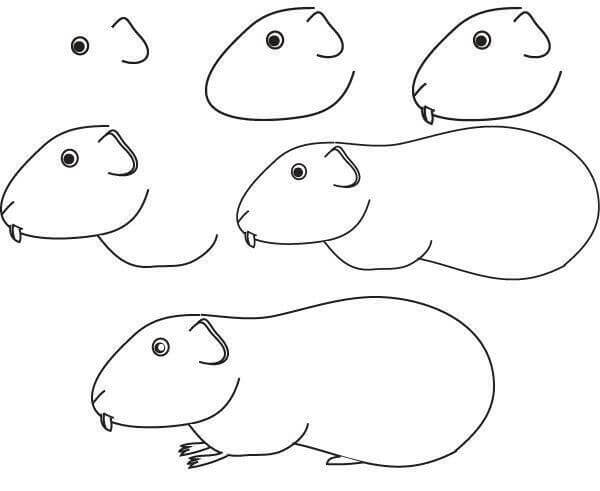 Guinea pig idea (10) Drawing Ideas