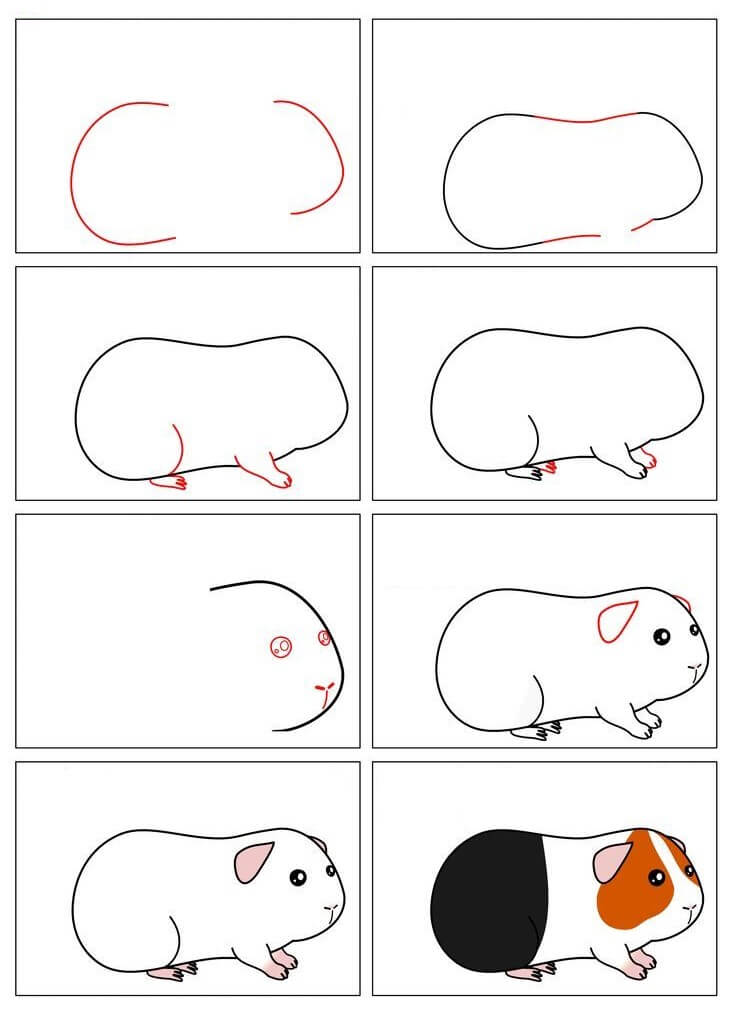 Guinea pig idea (13) Drawing Ideas