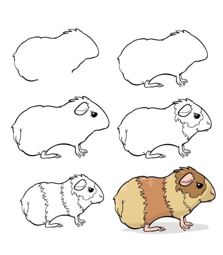 Guinea pig idea (15) Drawing Ideas