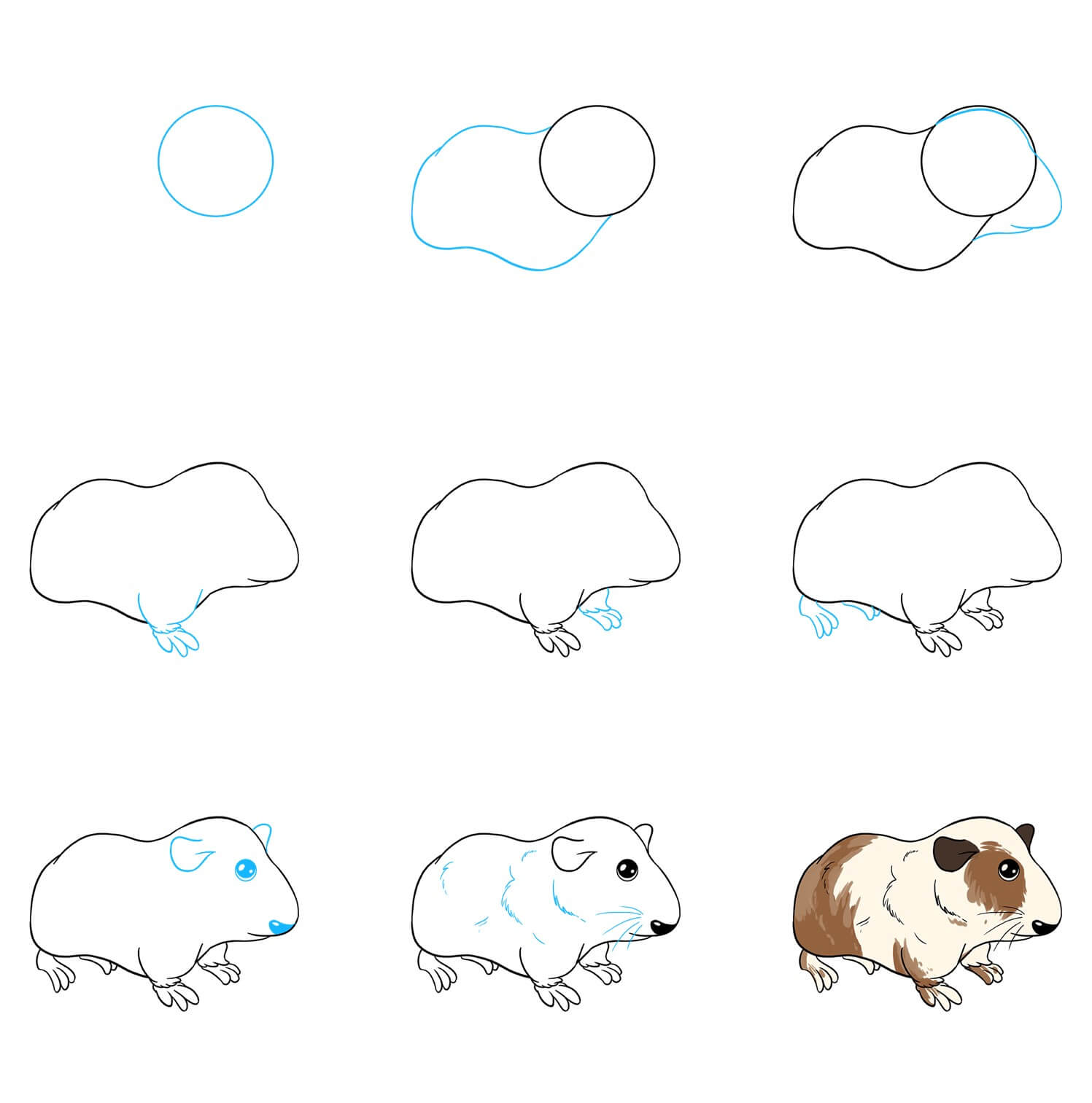 Guinea pig idea (3) Drawing Ideas