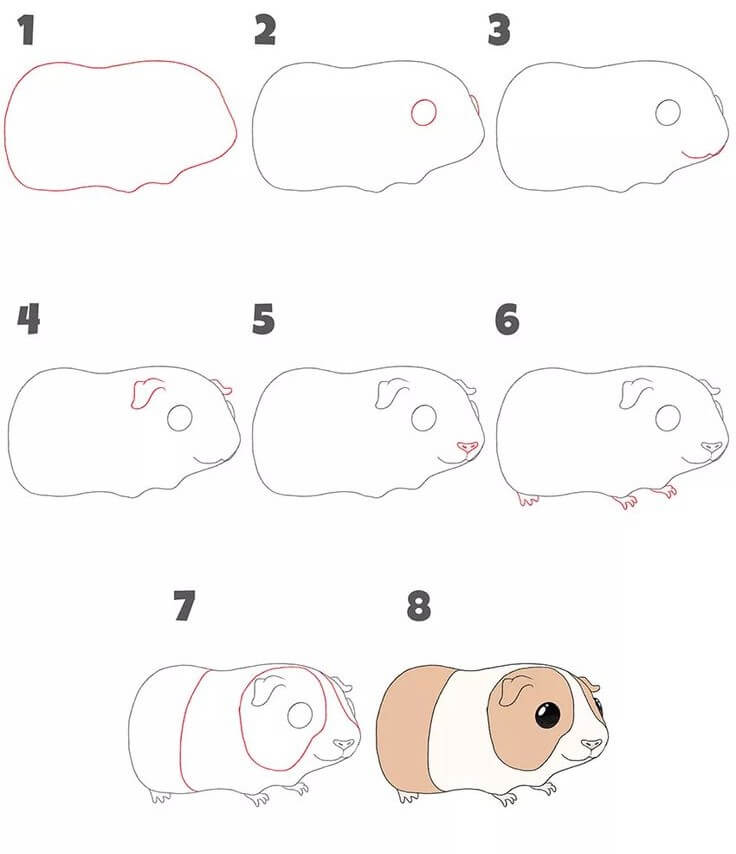 Guinea pig idea (7) Drawing Ideas