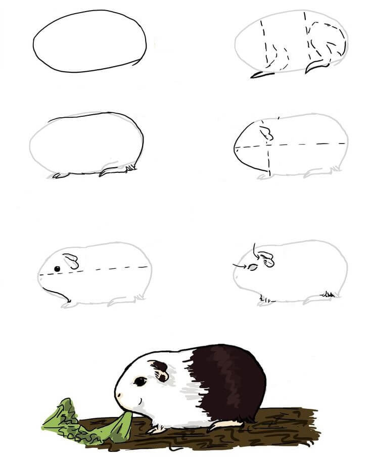 Guinea pig idea (9) Drawing Ideas