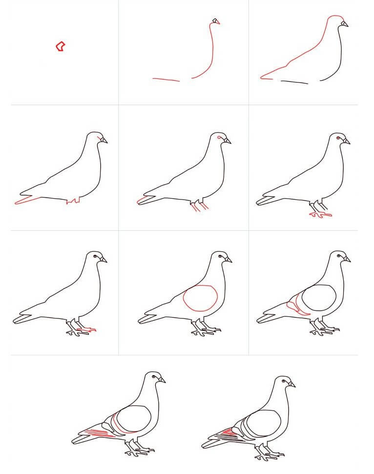 Pigeon idea (12) Drawing Ideas