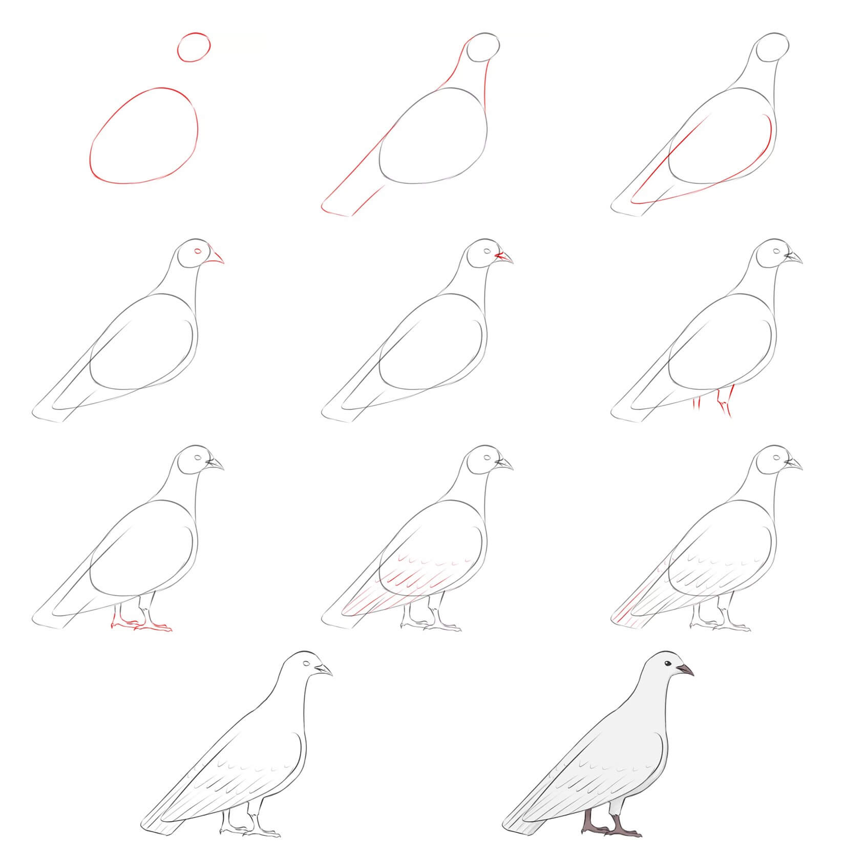 Pigeon idea (7) Drawing Ideas