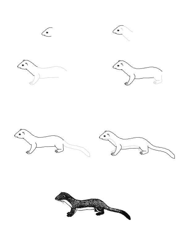 Weasel idea (1) Drawing Ideas