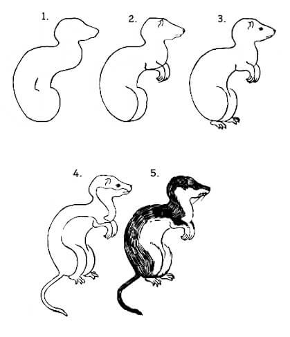 Weasel idea (3) Drawing Ideas