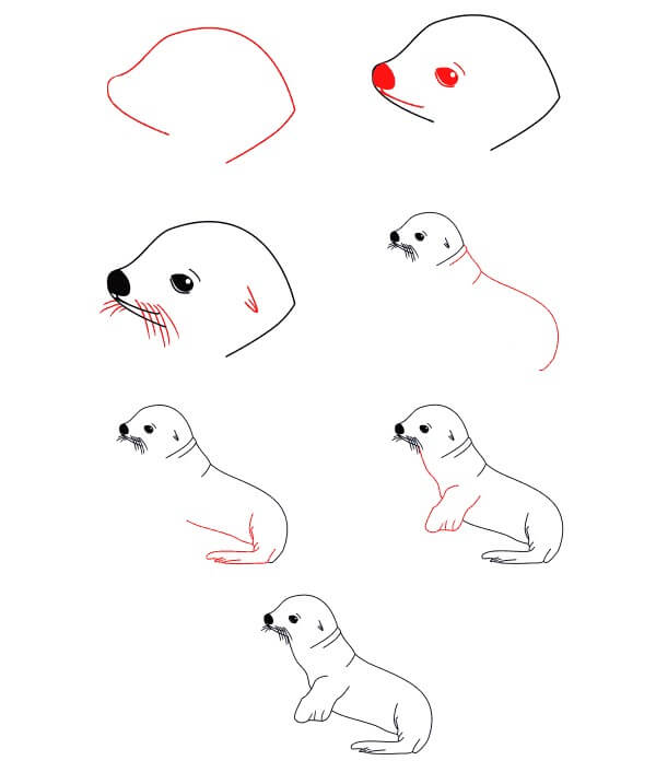 Baby Sea Lion Drawing Ideas