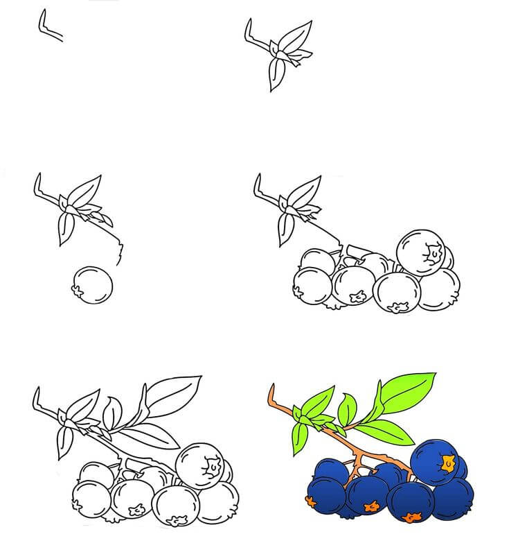 Blueberry idea (1) Drawing Ideas