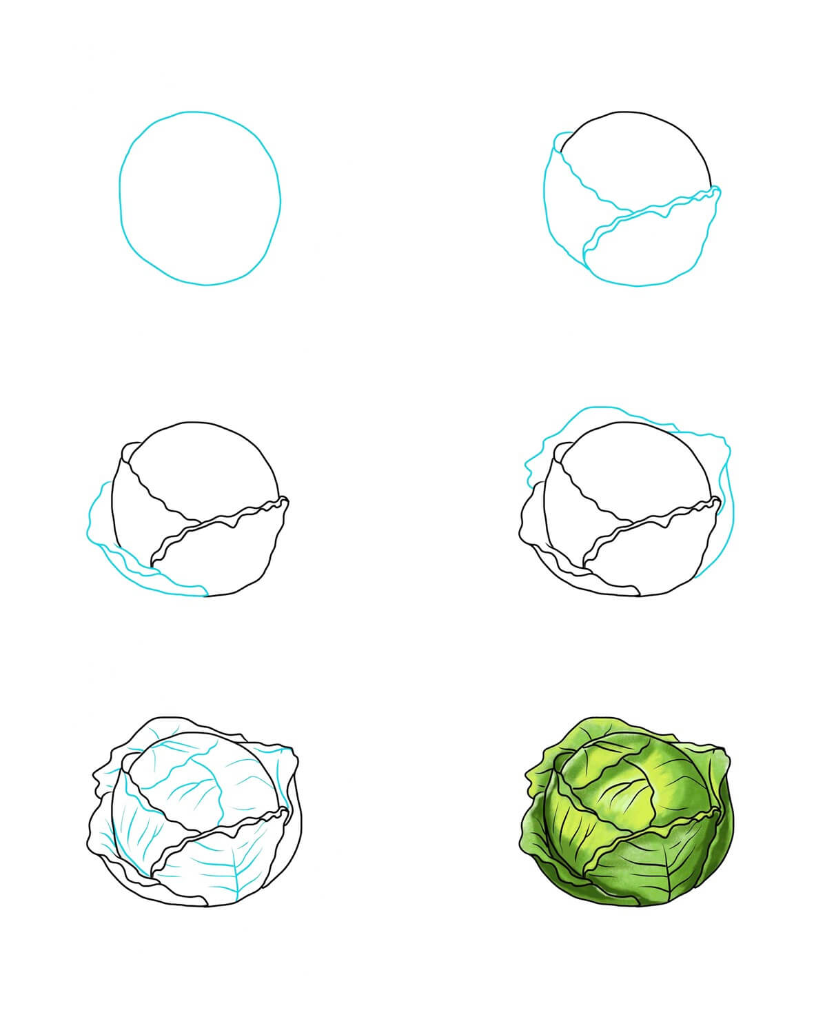 Cabbage idea (1) Drawing Ideas