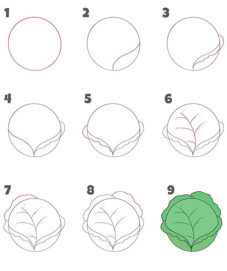 Cabbage idea (2) Drawing Ideas