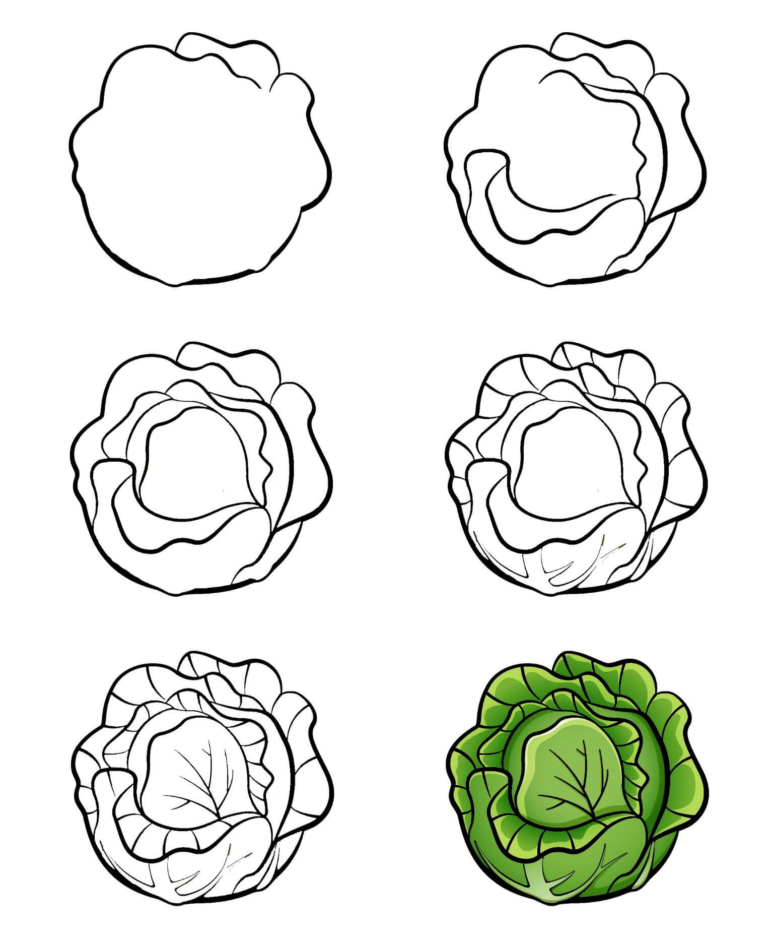 Cabbage idea (3) Drawing Ideas