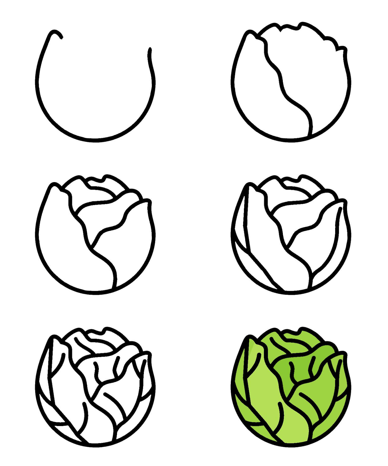 Cabbage idea (4) Drawing Ideas