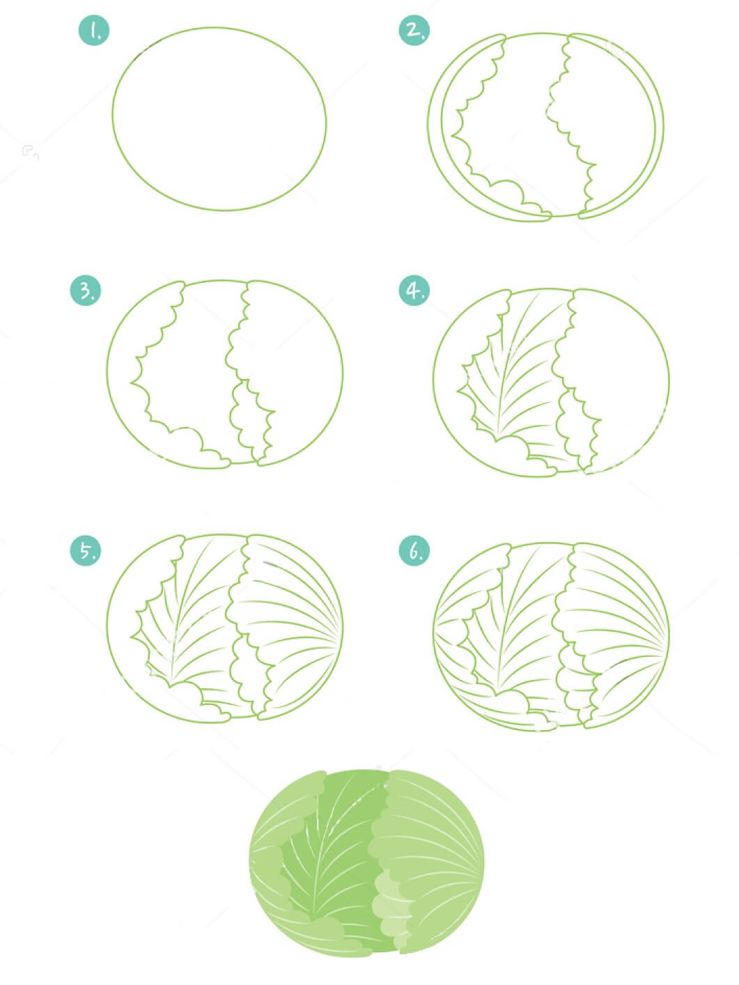 Cabbage idea (5) Drawing Ideas