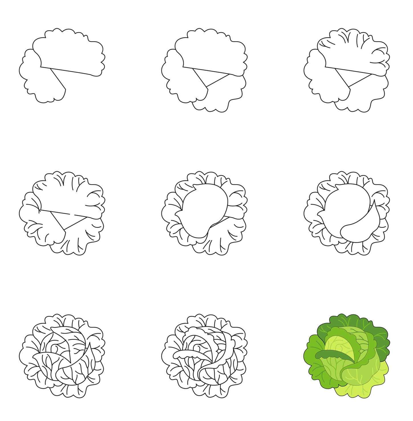 Cabbage Drawing Ideas