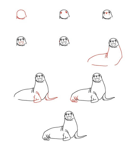 Realistic Sea Lion Drawing Ideas