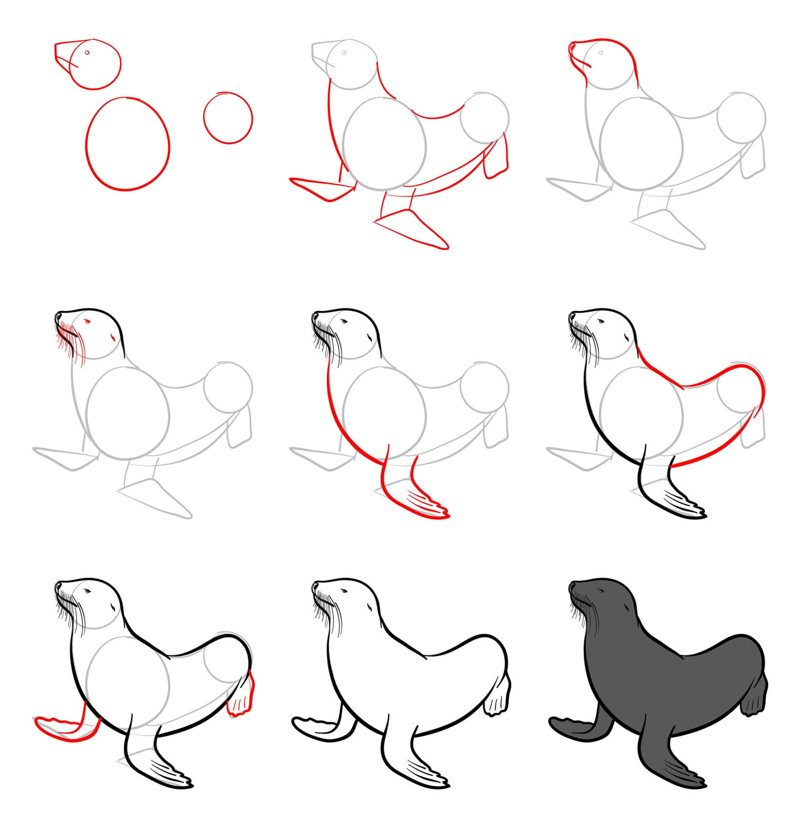 Sea Lion Drawing Ideas