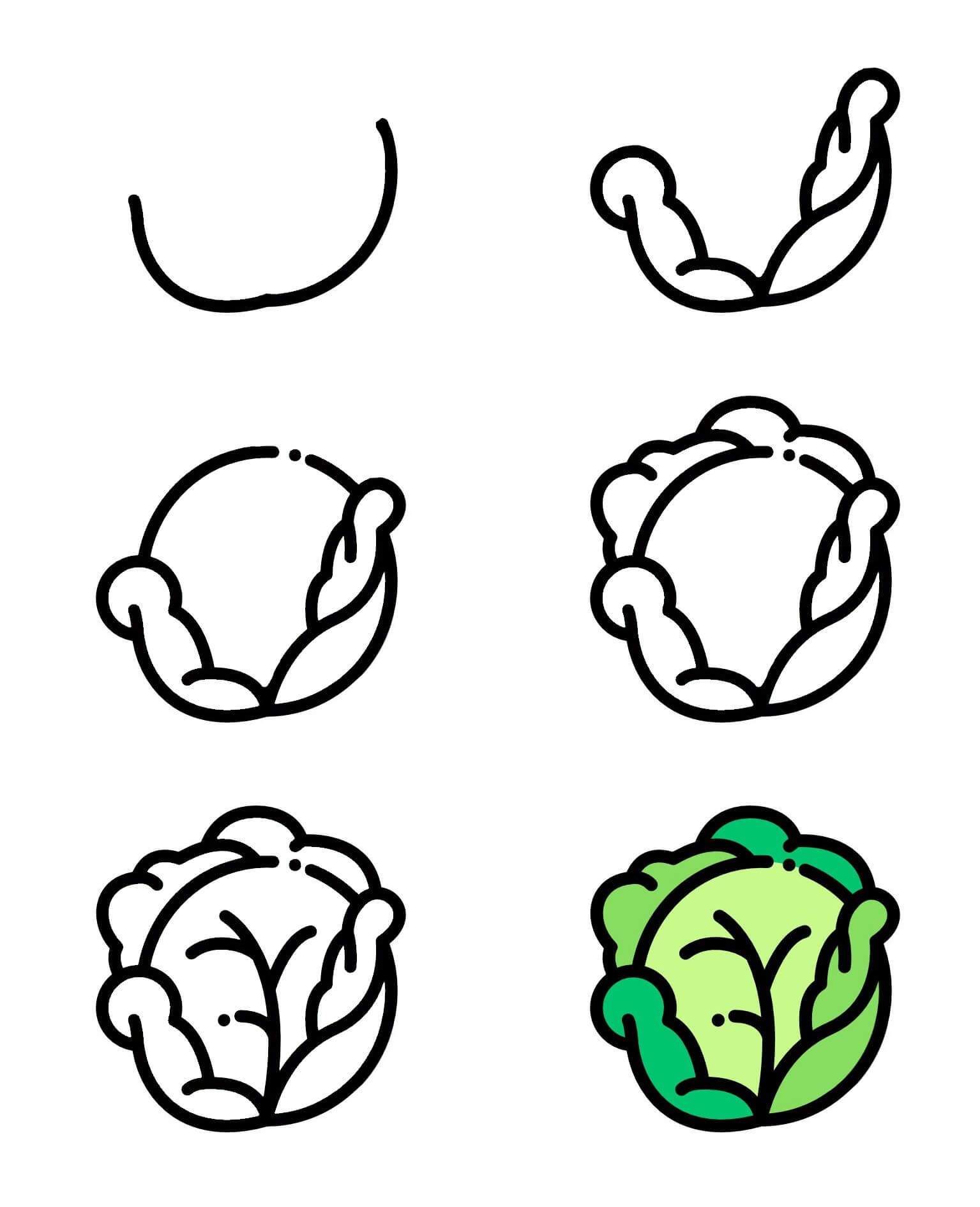 Simple cabbage Drawing Ideas