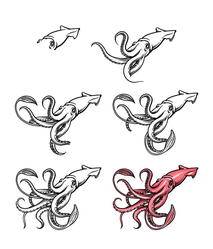 Squid idea (2) Drawing Ideas