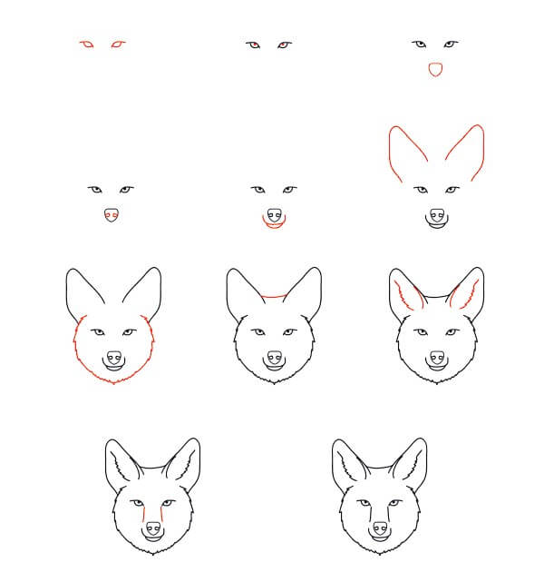 Coyote Face Drawing Ideas