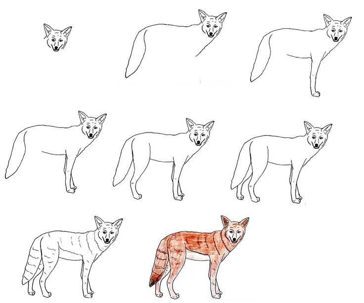 Coyote idea (1) Drawing Ideas