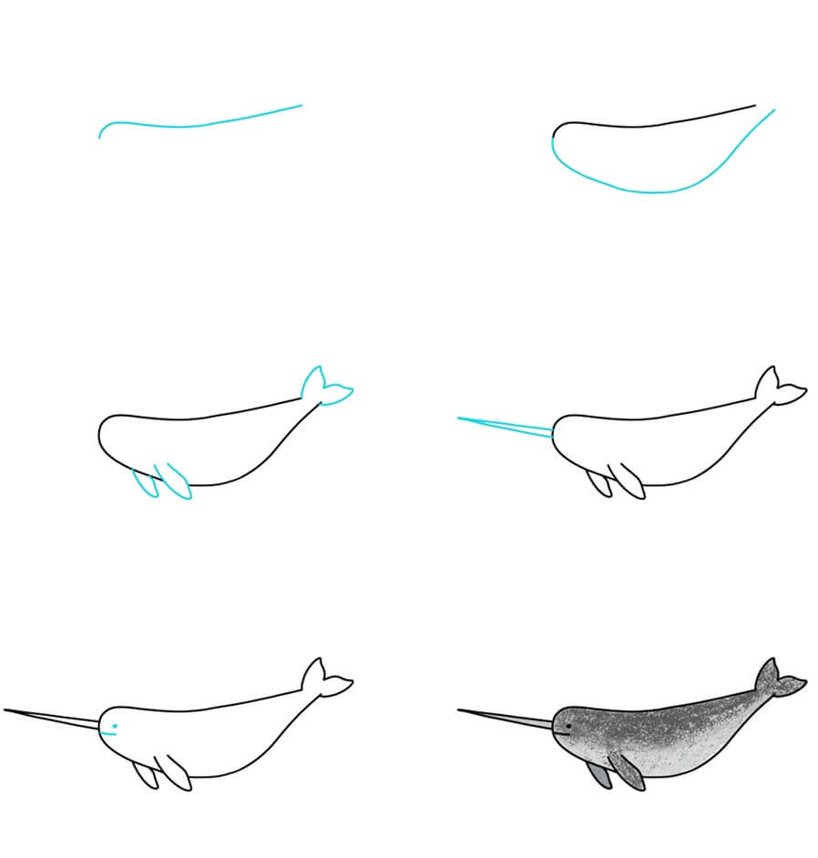 Narwhal idea (9) Drawing Ideas