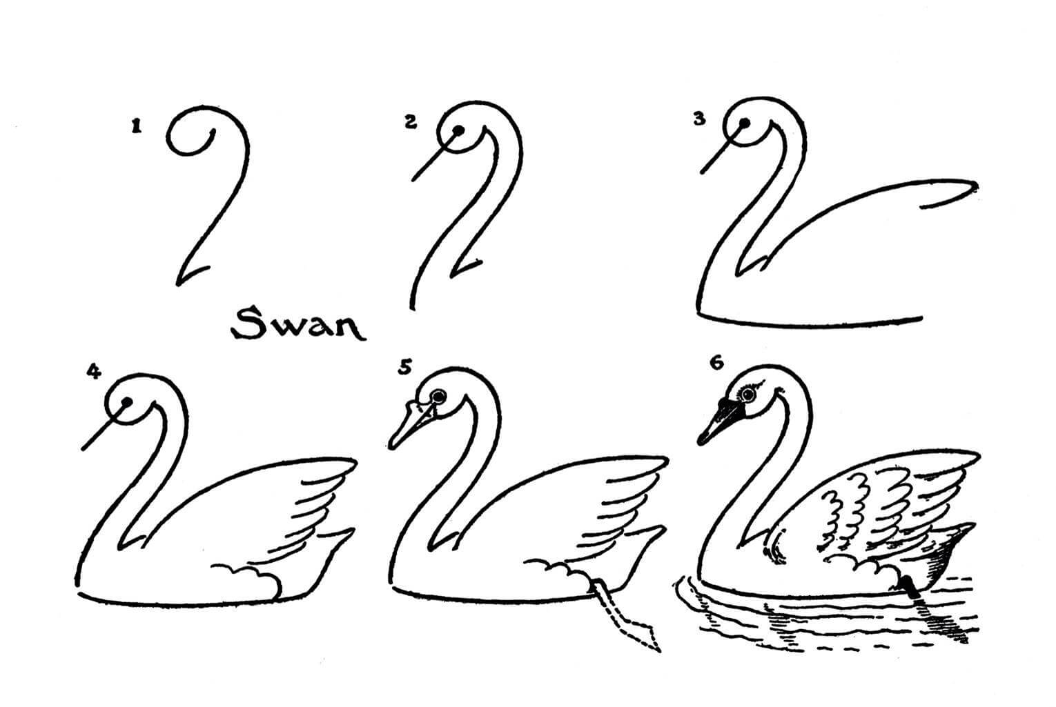 Swan idea (11) Drawing Ideas