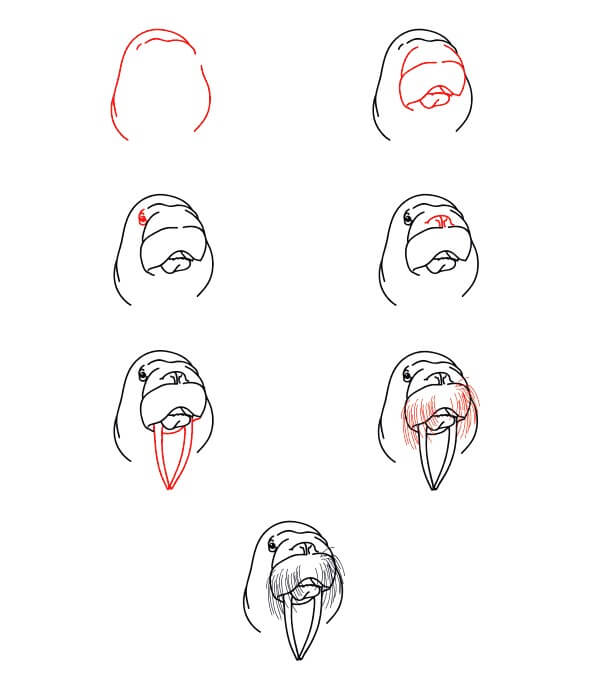 Walrus Face Drawing Ideas