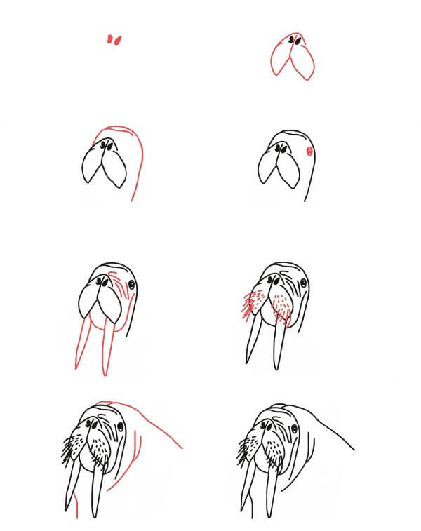 Walrus Head Drawing Ideas