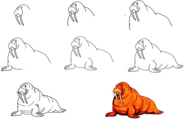 Walrus idea (4) Drawing Ideas