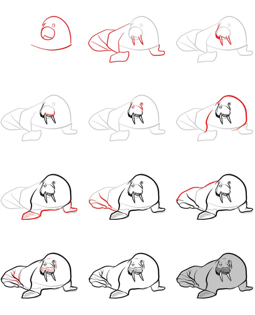 Walrus idea (8) Drawing Ideas