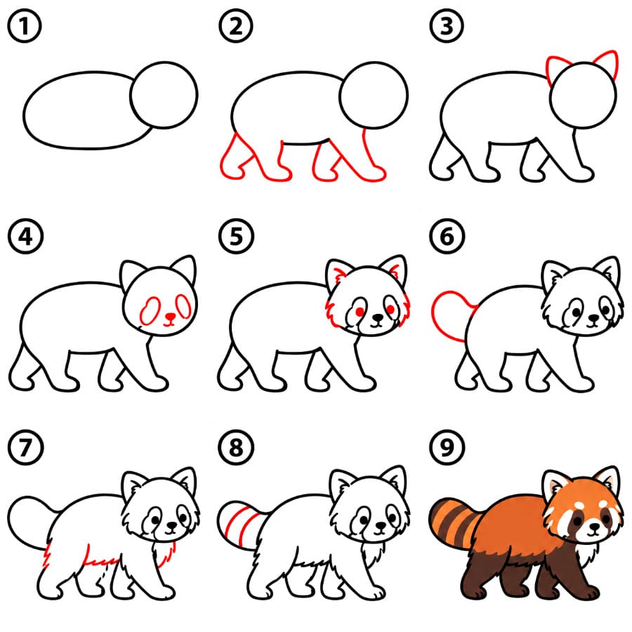 Walking Red Panda Drawing Ideas