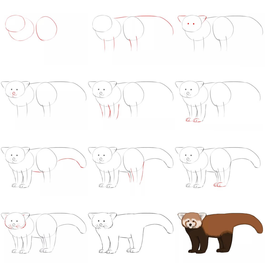 Realistic Red Panda Drawing Ideas