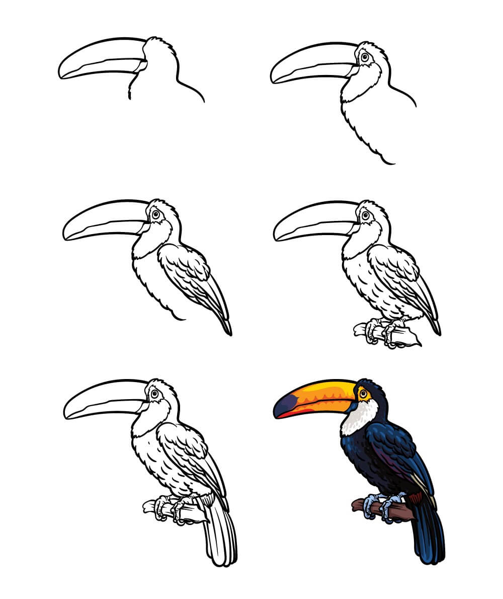 Toucan idea (15) Drawing Ideas