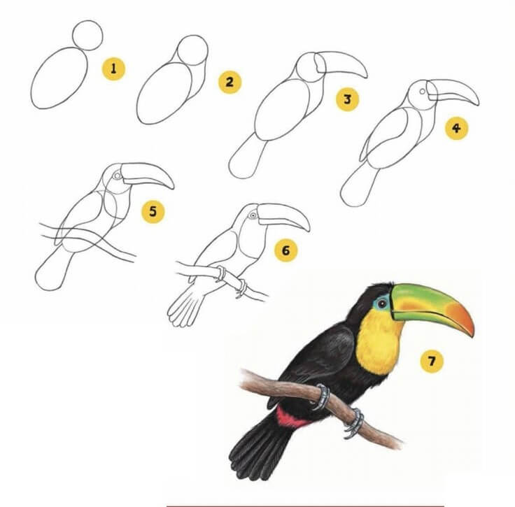 Toucan idea (4) Drawing Ideas