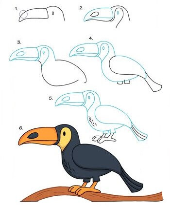 Toucan idea (5) Drawing Ideas