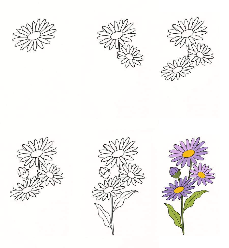 Aster Drawing Ideas