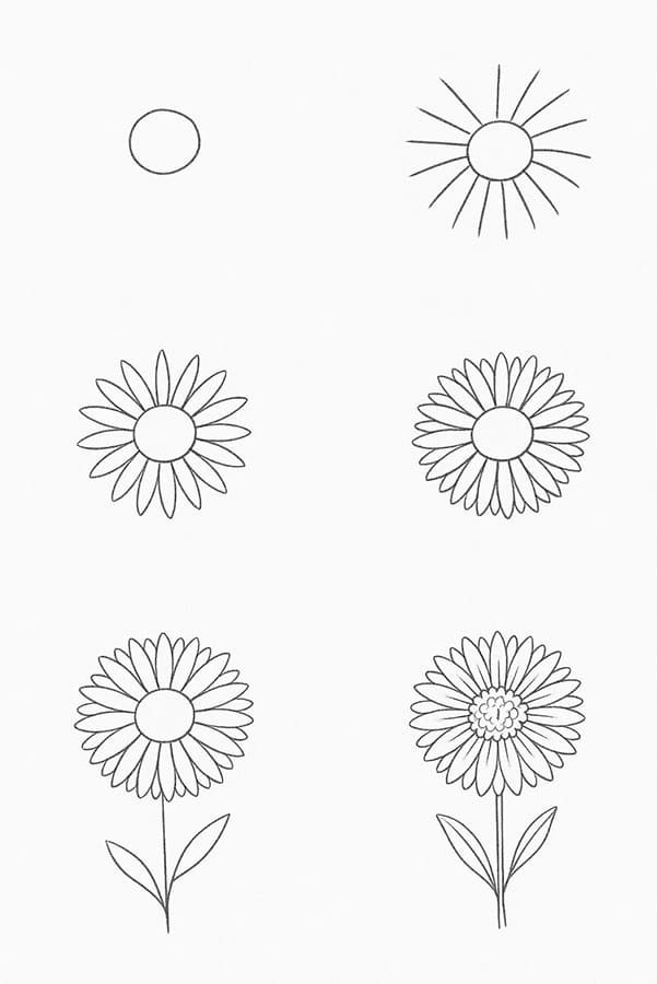 Aster Flower Drawing Ideas