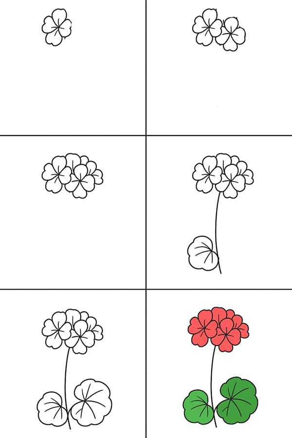 Easy Geranium Drawing Ideas