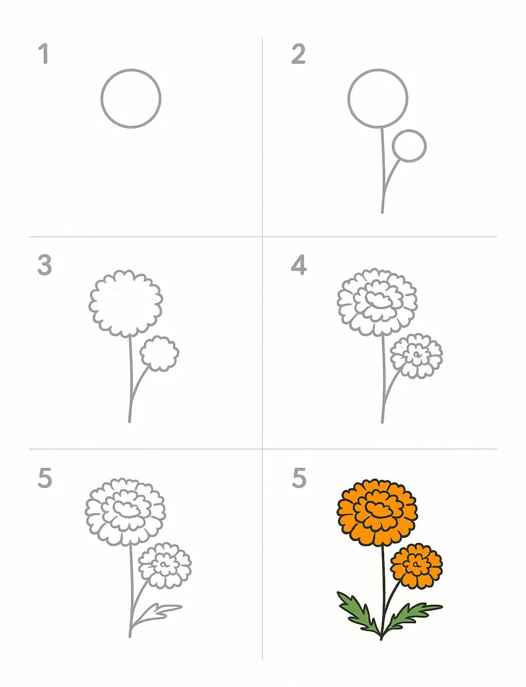 Easy Marigold Drawing Ideas