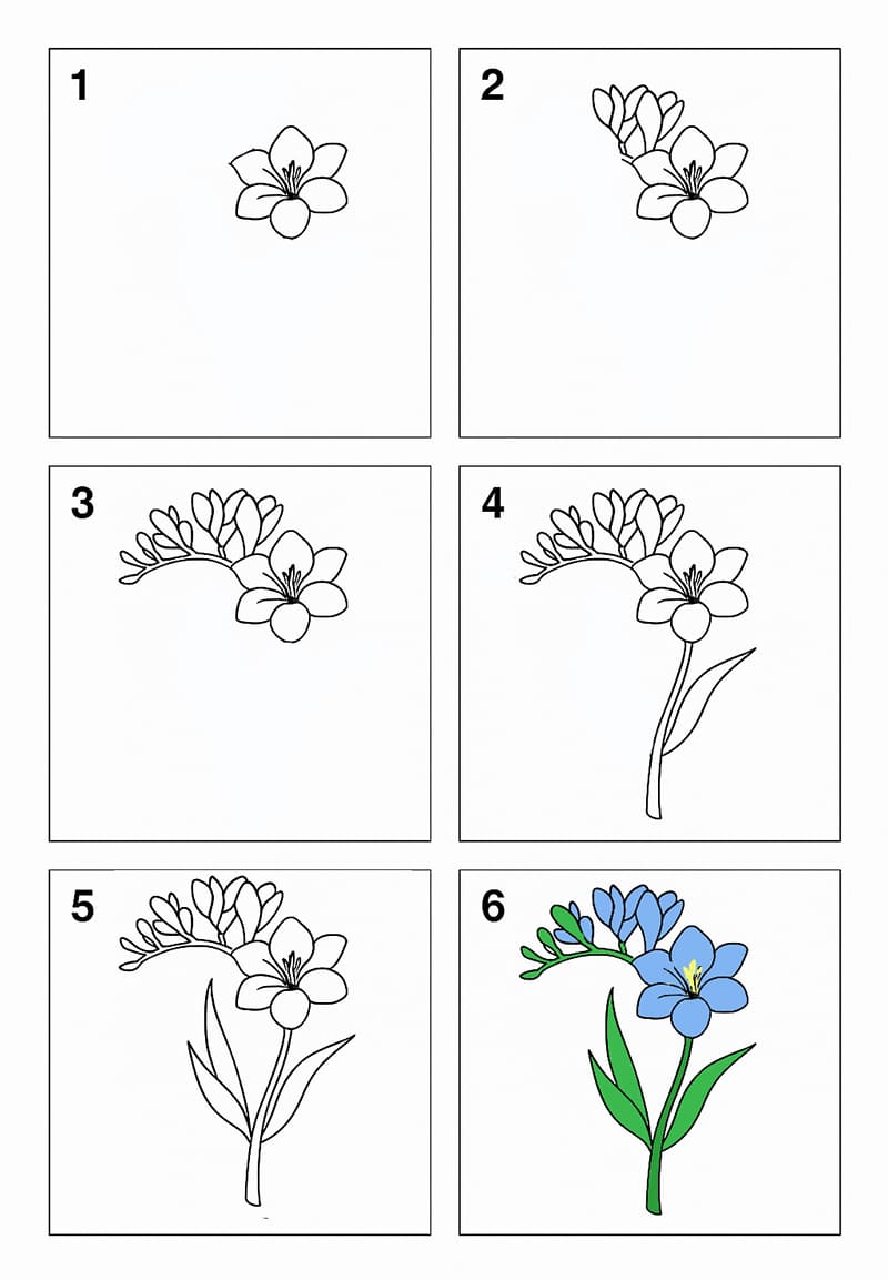 Freesia Beautiful Drawing Ideas