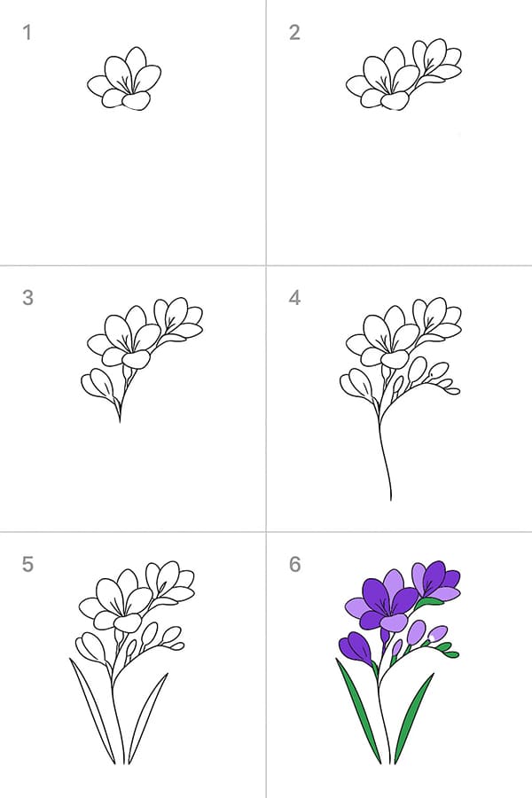 Freesia Drawing Drawing Ideas