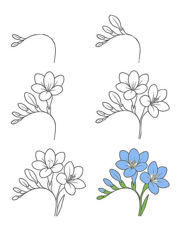 Freesia Easy Drawing Ideas