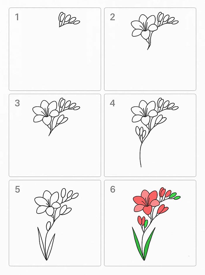 Freesia Flower Drawing Ideas