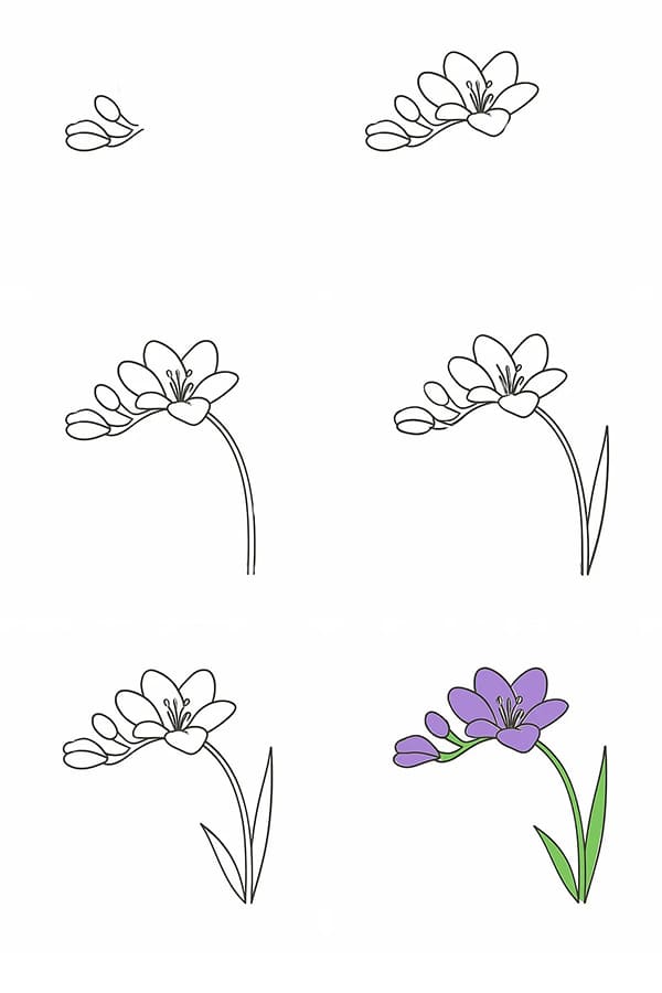 Freesia For Kids Drawing Ideas
