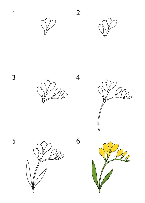 Freesia Lovely Drawing Ideas