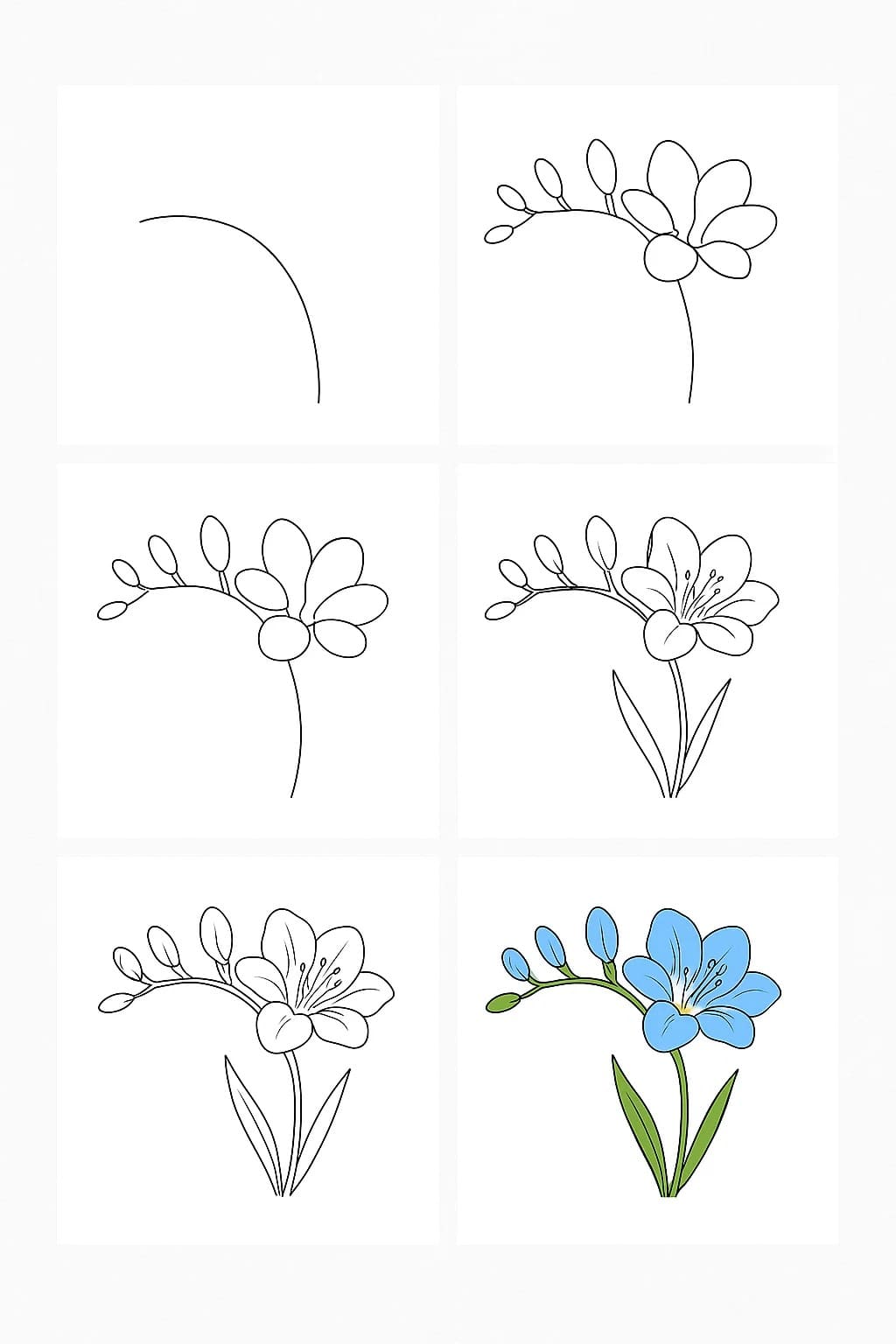 Freesia Simple Drawing Ideas