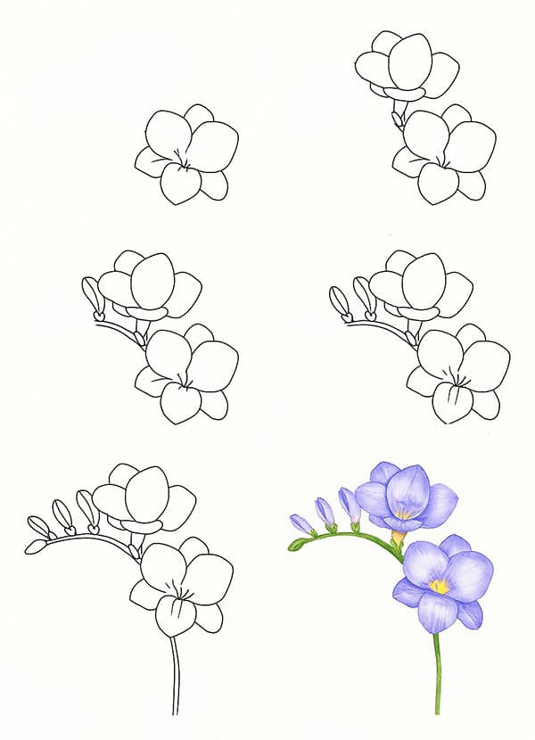 Freesia Drawing Ideas