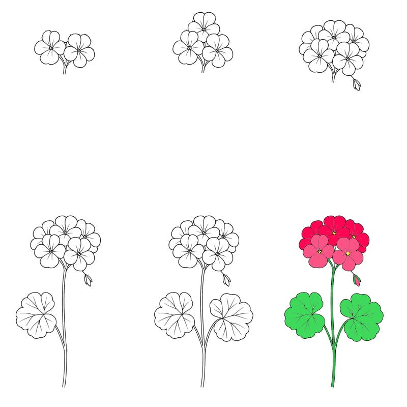 Geranium Beautiful Drawing Ideas