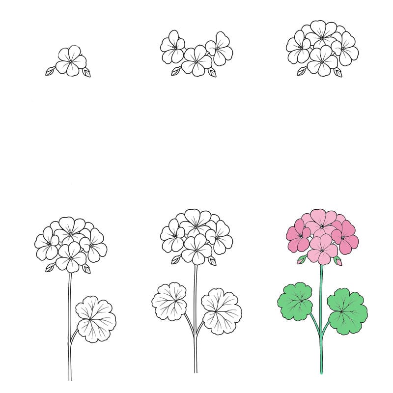 Geranium Flower Drawing Ideas